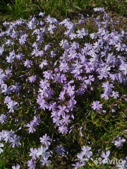 Флокс шиловидный