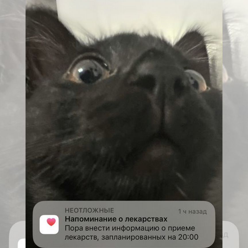 Котенок в дар черный