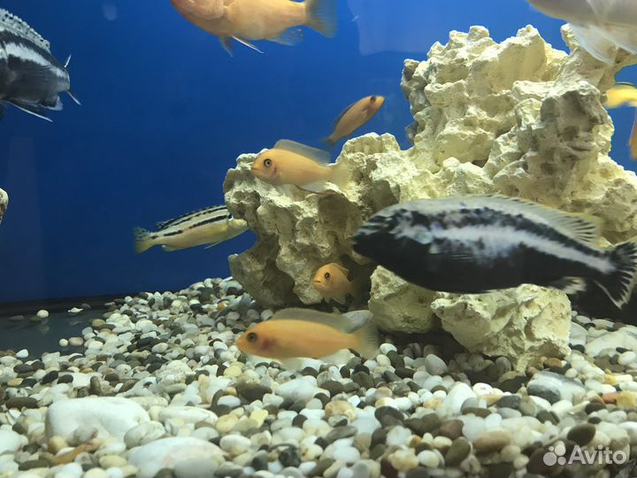 Малавийские цихлиды