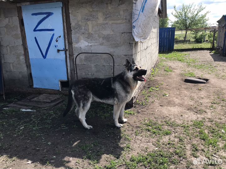 Продам щенят