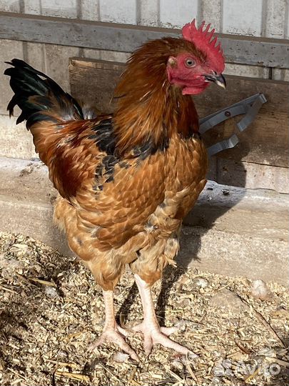 Петушки молодые кучинской юбилейной, помесные куры