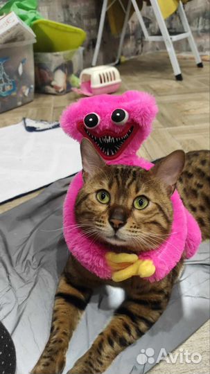 Бенгальские котята