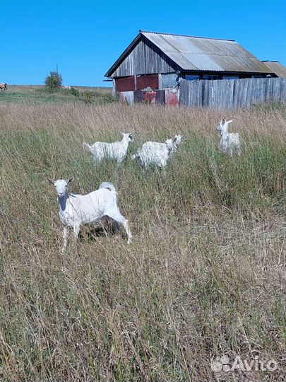Коза дойная молочная, козлята