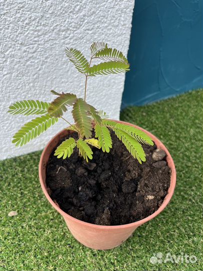 Альбиция ленкоранская