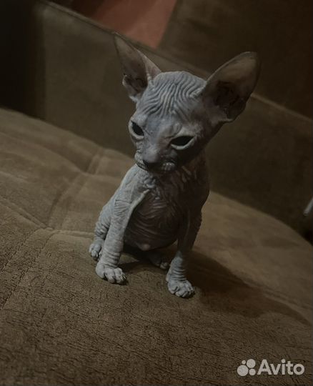 Донской сфинкс