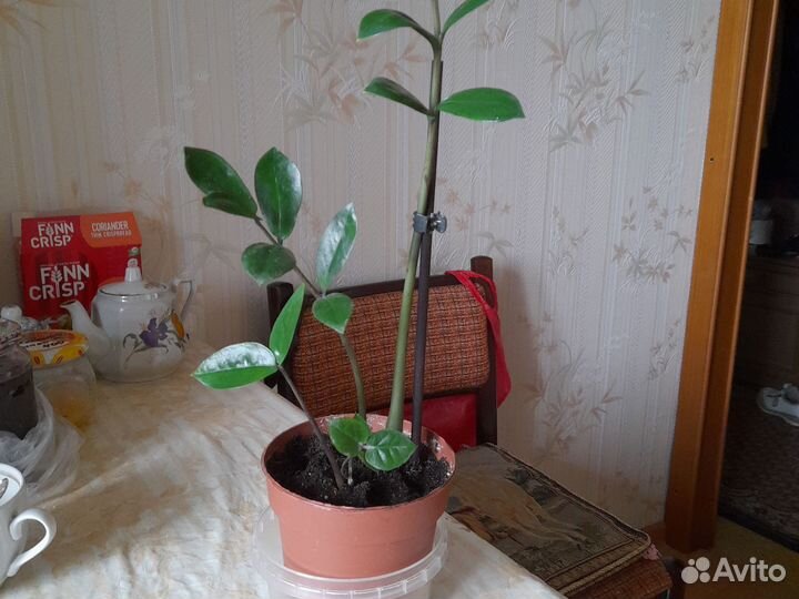 Замиокулькас