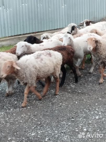 Овцы бараны