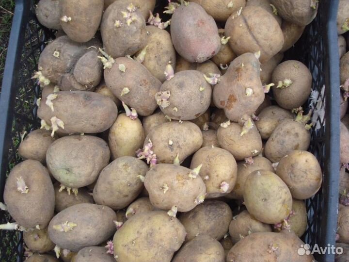 Семенной картофель
