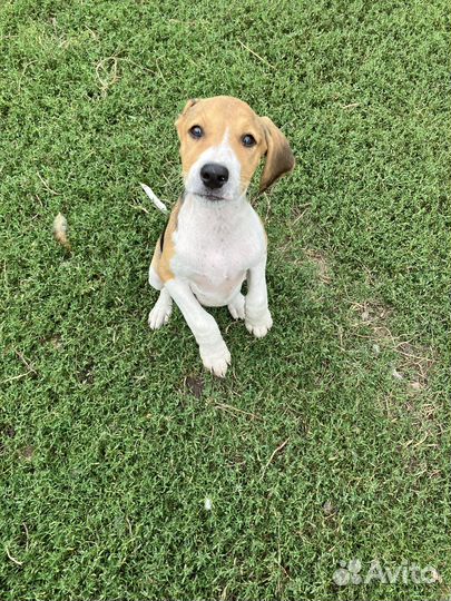 Щенки русской пегой гончей в дар