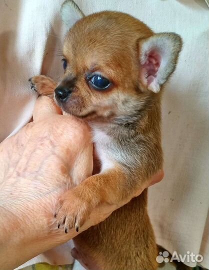 Щенки чихуахуа