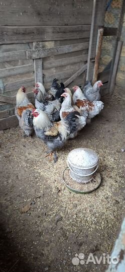 Молодые петухи брама