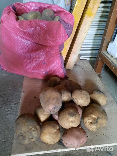 Продам картофель оптом
