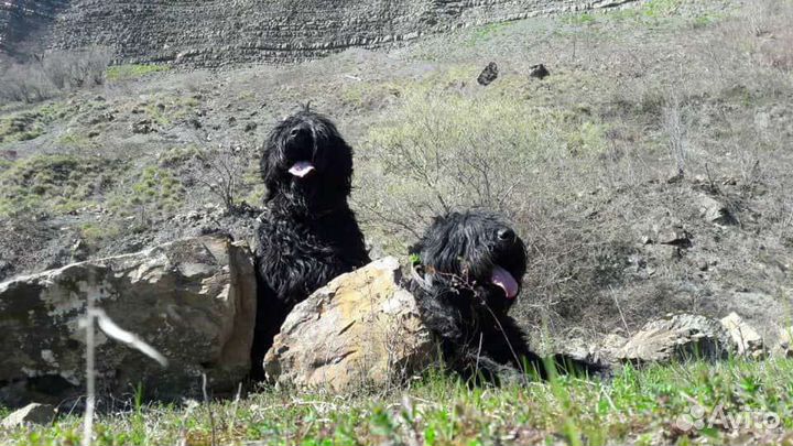 Русский черный терьер щенки