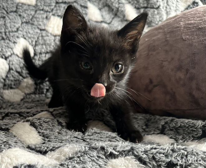 Котенок в добрые ручки