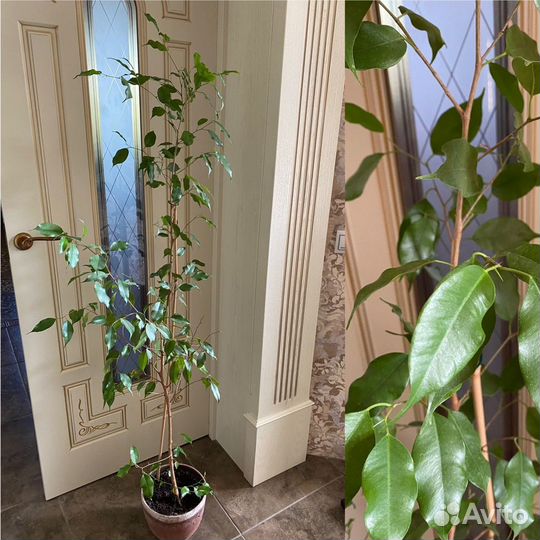 Герань,ледебурия,гибискус,фикус Бенджамина