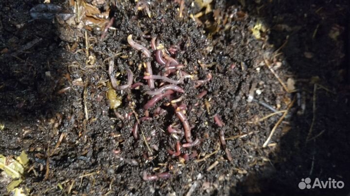 Калифорнийские черви