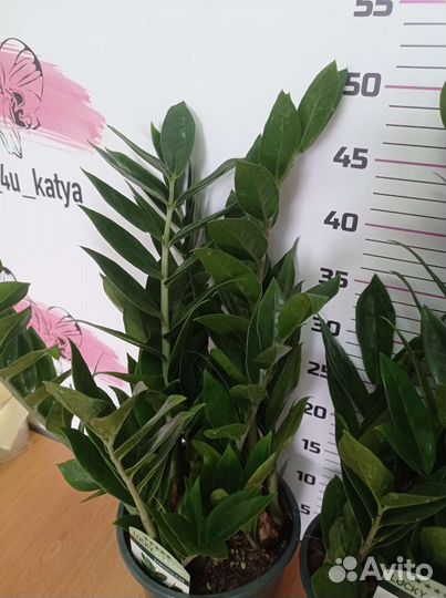 Замиокулькас