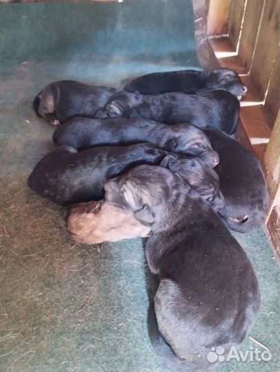 На бронь щенята бельгийской овчарки