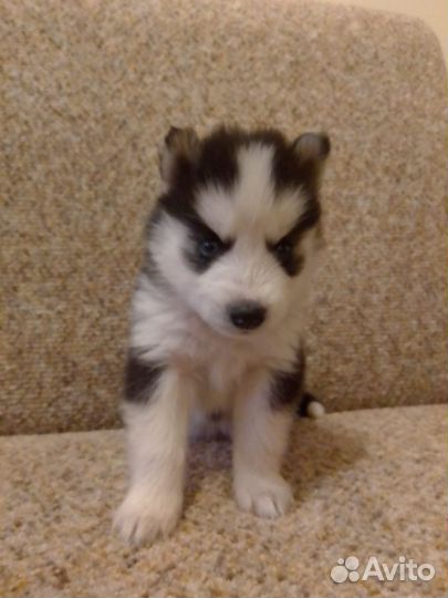 Щенки хаски