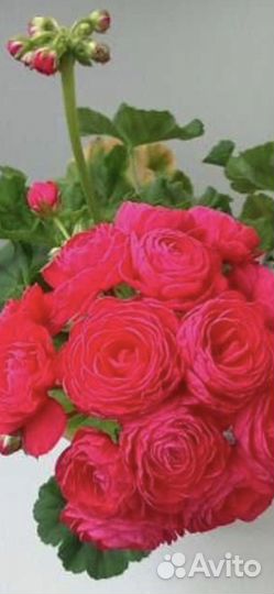 Dovepoint, april snow