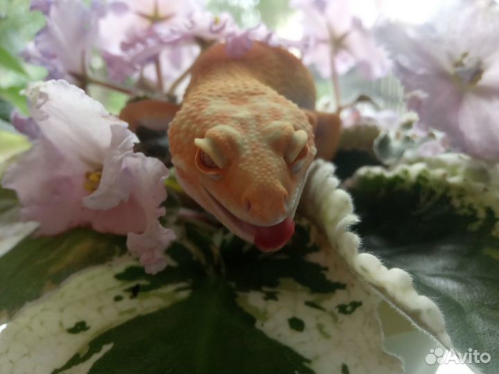 Пятнистый леопардовый эублефар