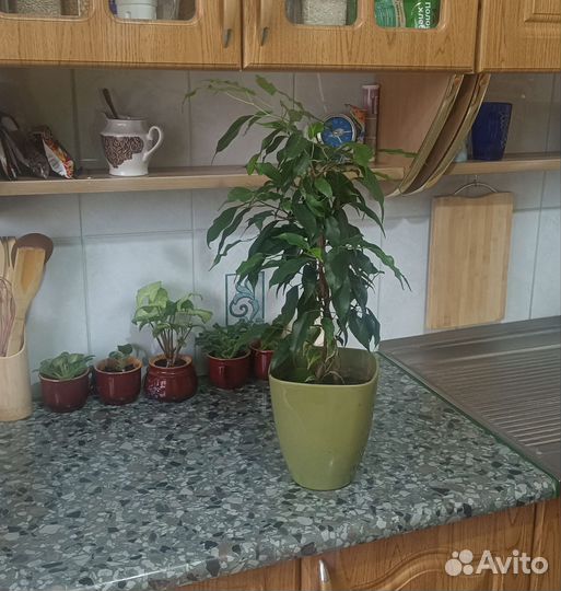 Фикусы Бенджамин и Эластика