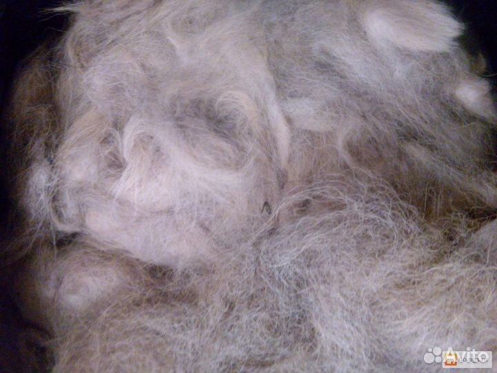 Пух кавказской овчарки