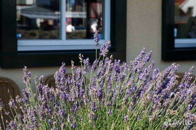 Предлагаю лаванду, чабрец, розмарин