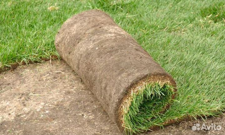 Рулонный газон с укладкой