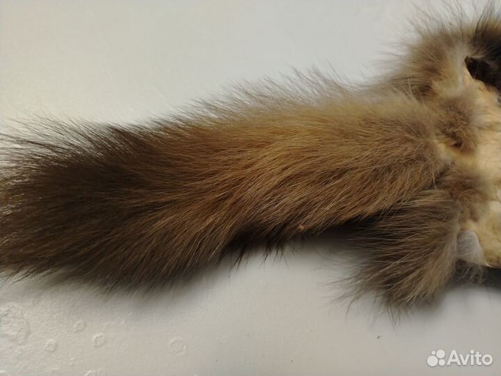 Куница лесная не выделанная