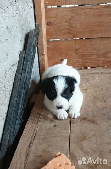 Щенки в добрые руки