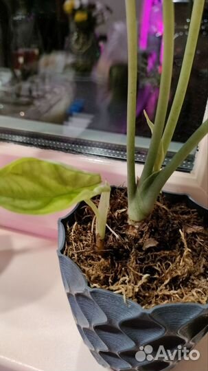 Алоказия шкура дракона детка