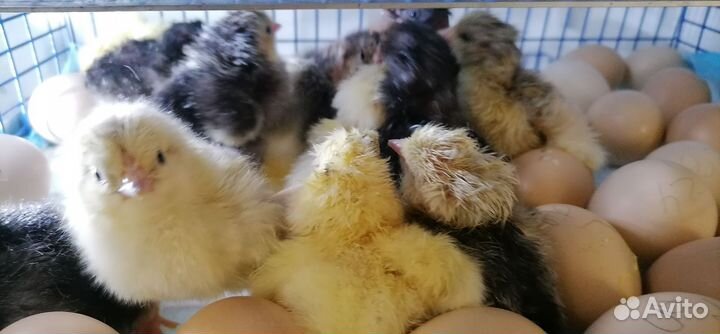 Домашние цыплята