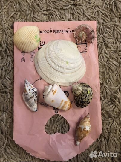 Ракушки морские