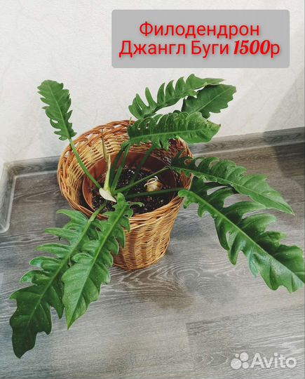 Филодендроны разные