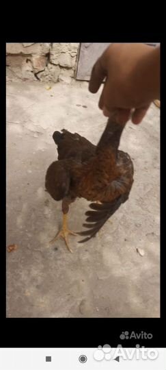 Бойцовые петухи и цыплята