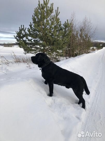 Вязка собак лабрадор черный