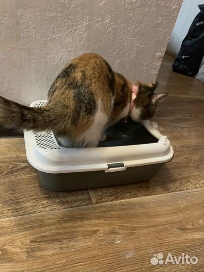 Лоток для кошек большой