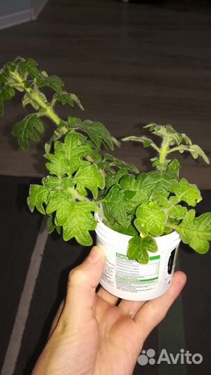 Плерантус дуболистный укорененный