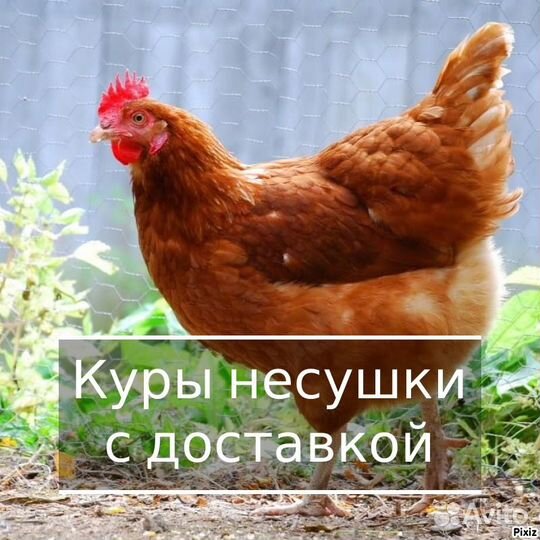 Куры несушки от фермера