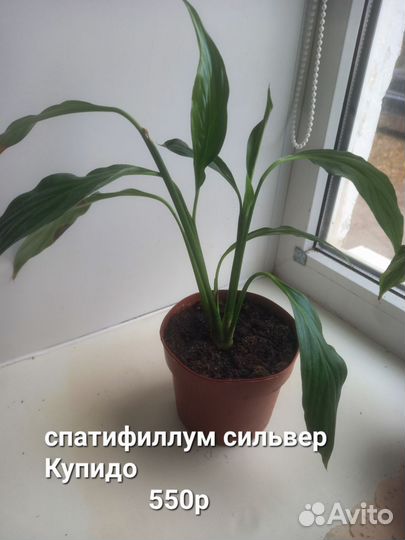 Комнатные цветы