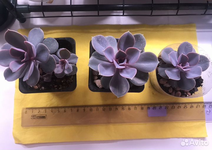 Суккулент. Эхевения Жемчужина Нюнберга