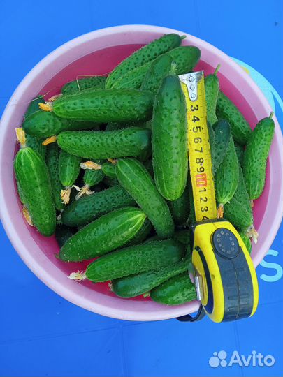 Огурцы домашние