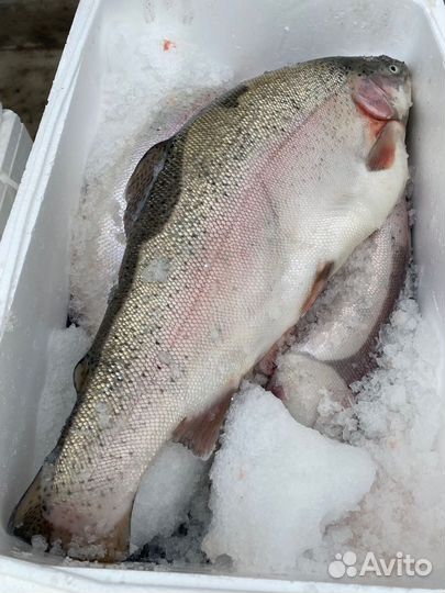 Форель из Карелии