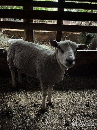 Бараны тексель