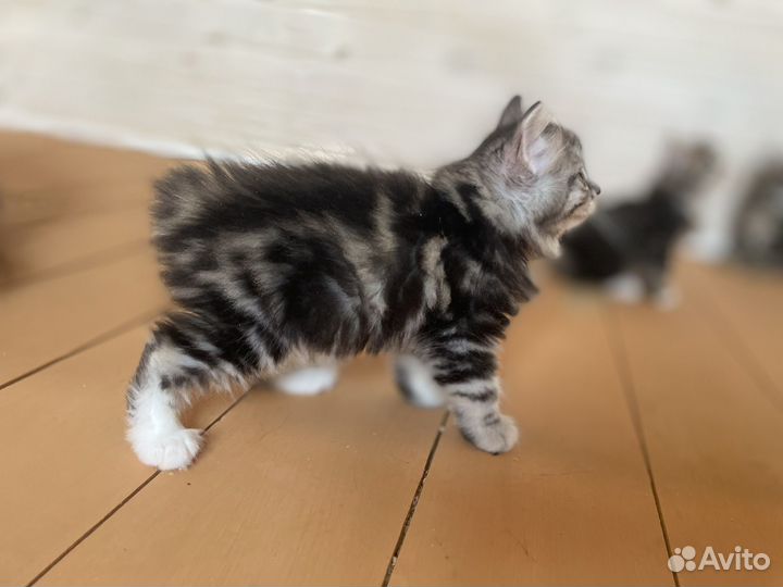 Курильский бобтейл