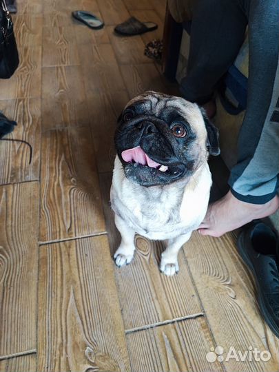 Мопс вязка мальчик