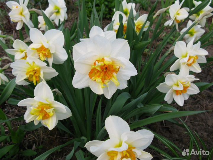 Нарцисс Флауэр Дрифт 5 шт