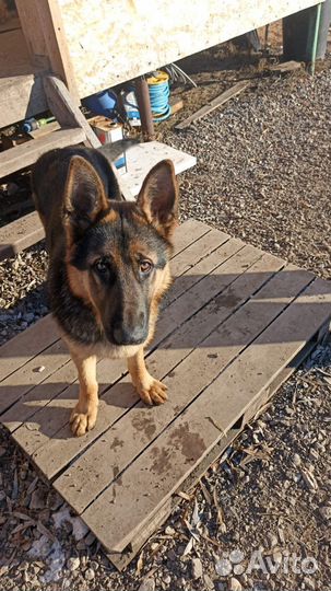 Немецкая овчарка(кто видел, позвоните)