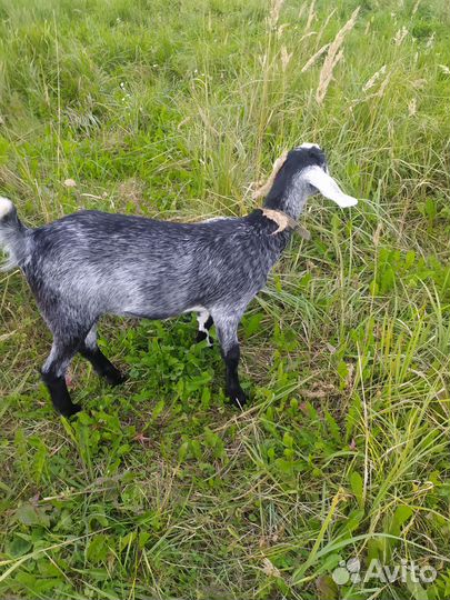 Козочка Нубо- Камори - Бетал. Молоко